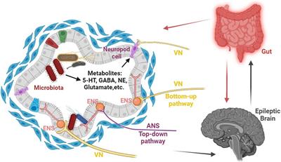 The interplay between microbiota and brain-gut axis in epilepsy treatment